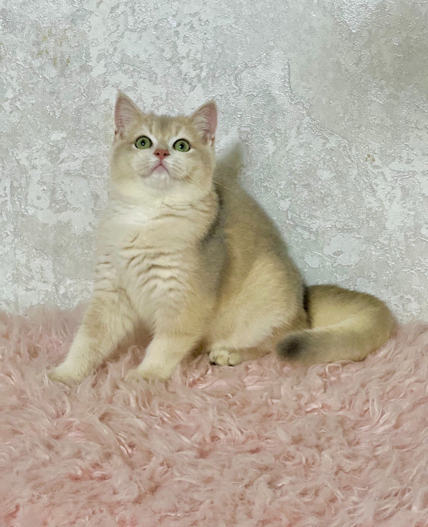 Британська золота шиншилла