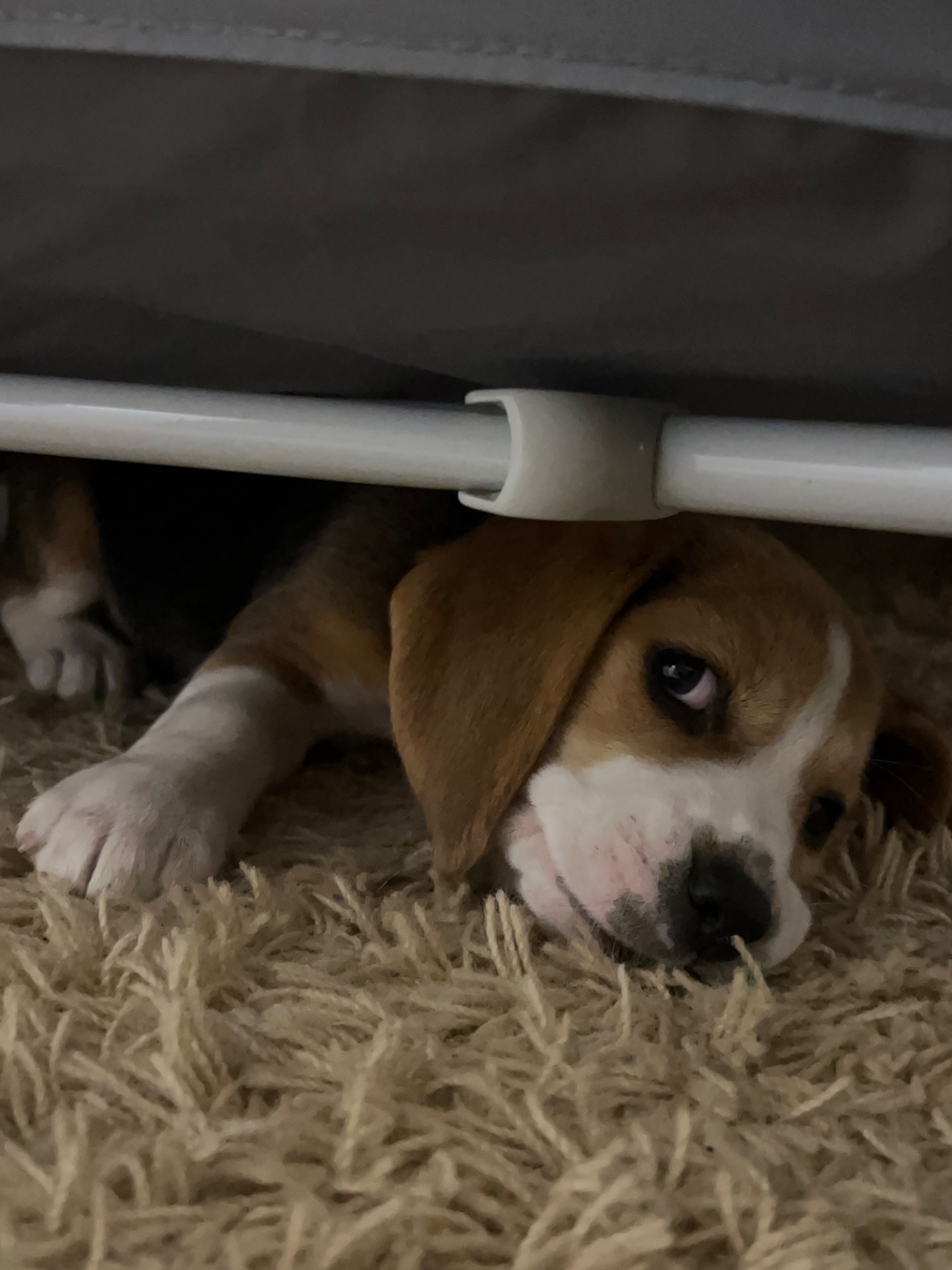 Цуценя бігль (дівчинка)