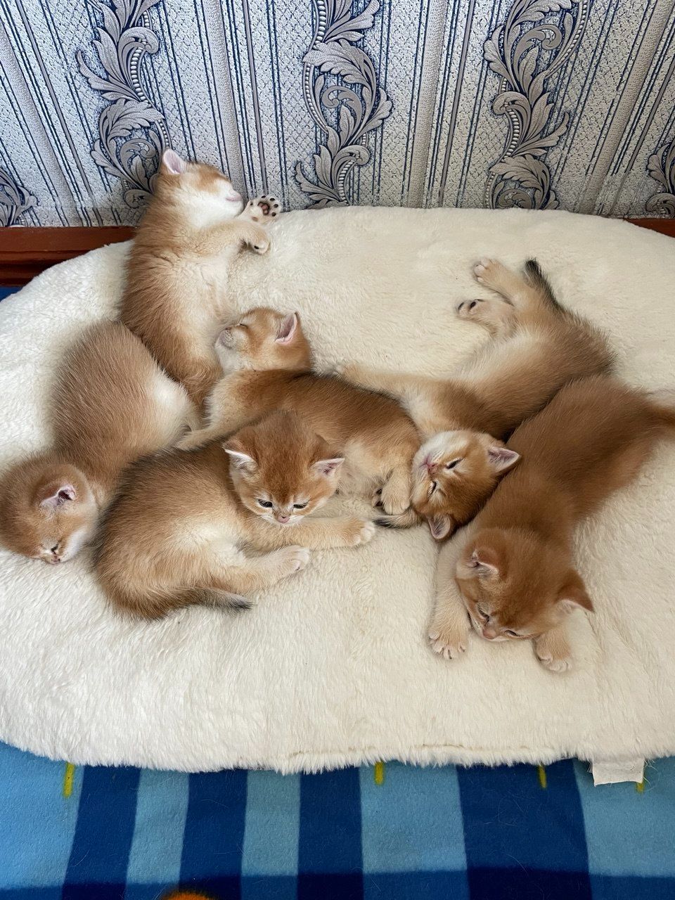 продаються котики Золота шиншила