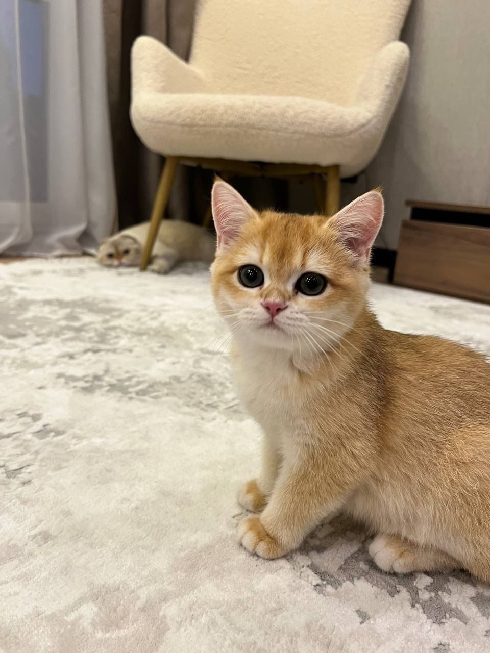 продаються котики Золота шиншила