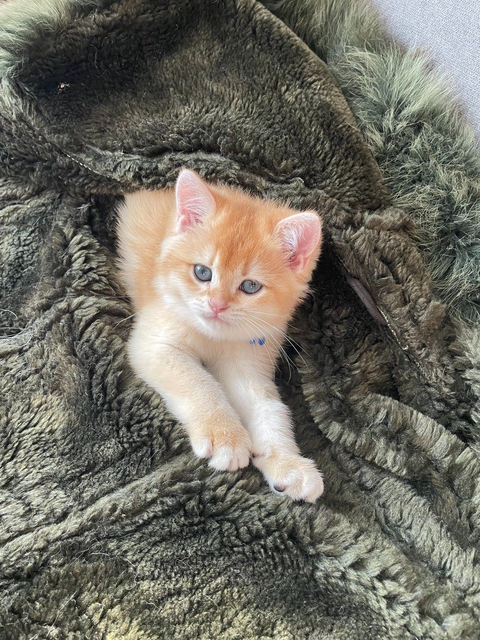 продаються котики Золота шиншила