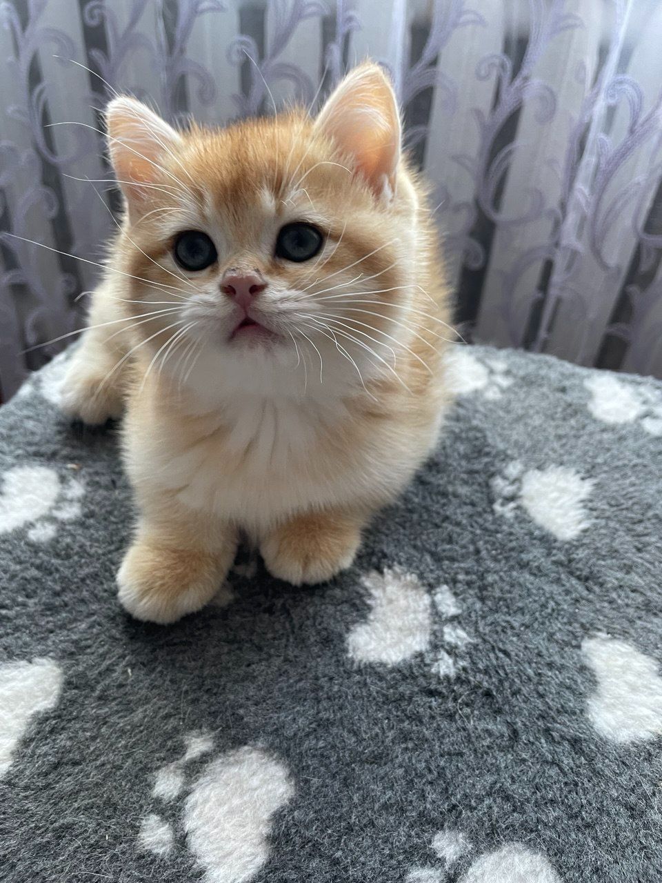 продаються котики Золота шиншила