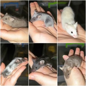 Декоративні мишки, сатинові пухнасті миші