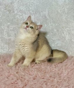 Британська золота шиншилла