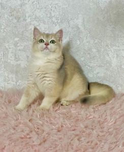 Британська золота шиншилла