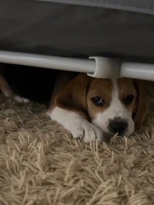 Цуценя бігль (дівчинка)