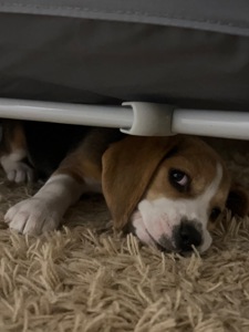 Цуценя бігль (дівчинка)