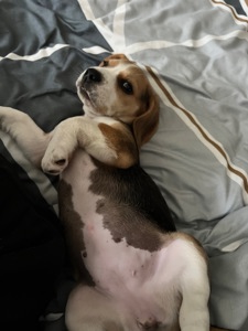 Цуценя бігль (дівчинка)