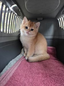 продаються котики Золота шиншила