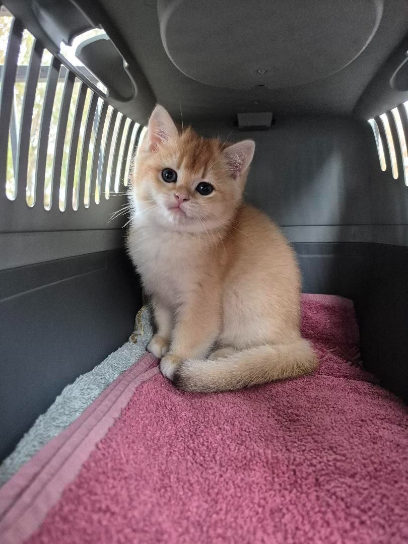 продаються котики Золота шиншила