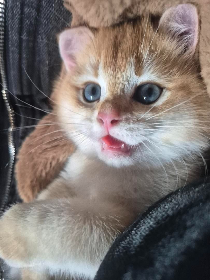 продаються котики Золота шиншила