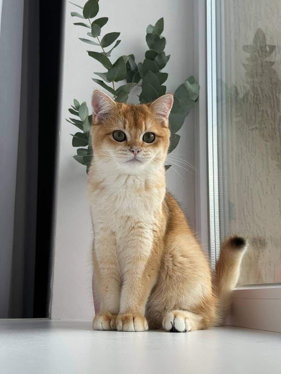 Золотиста британська шиншила - котики 6 місяців