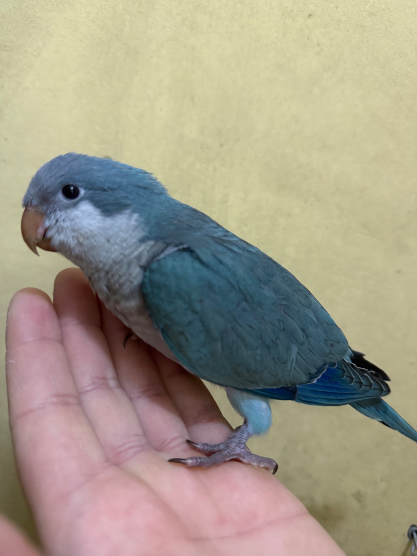 Пташенята, монаха (каліта, квакер)