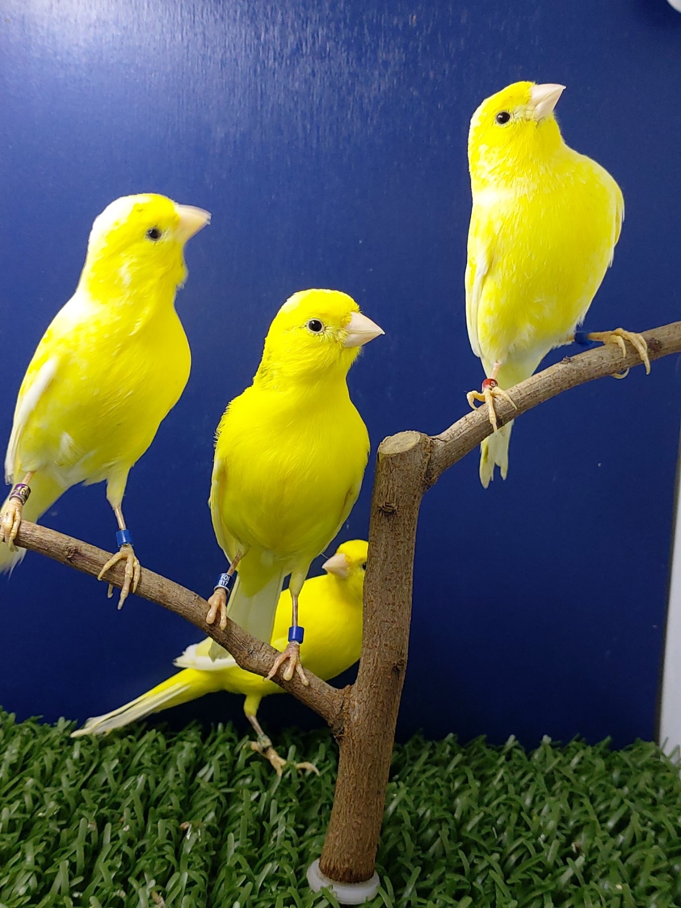 Співочі канарейки на голосі