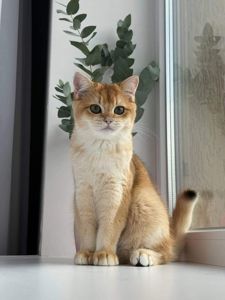 Золотиста британська шиншила - котики 6 місяців