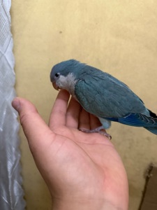 Пташенята, монаха (каліта, квакер)