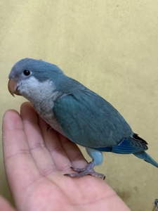 Пташенята, монаха (каліта, квакер)