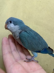 Пташенята, монаха (каліта, квакер)