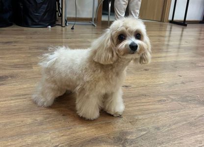 Цуценя мальтіпу