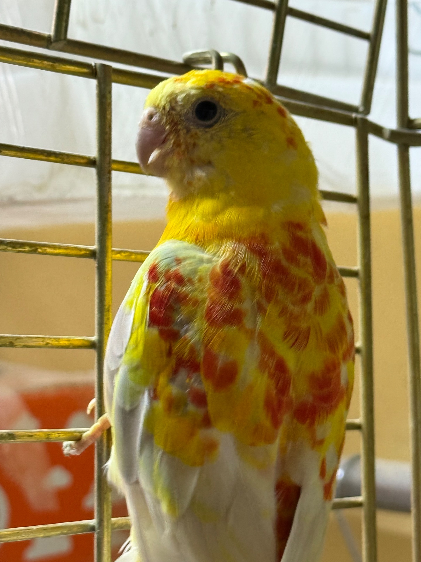 Попугай певчий рубиновые, синие, зеленые