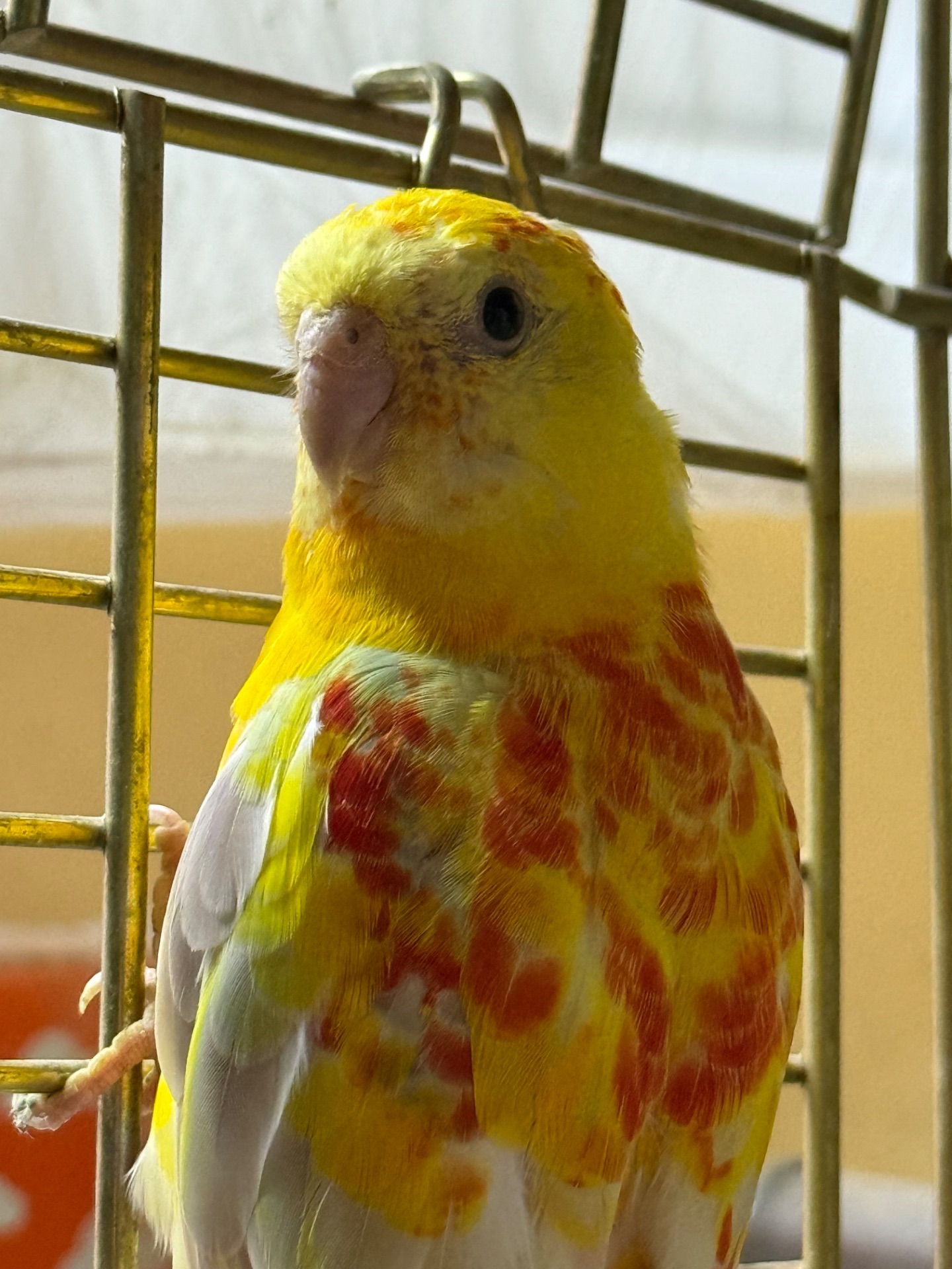 Попугай певчий рубиновые, синие, зеленые