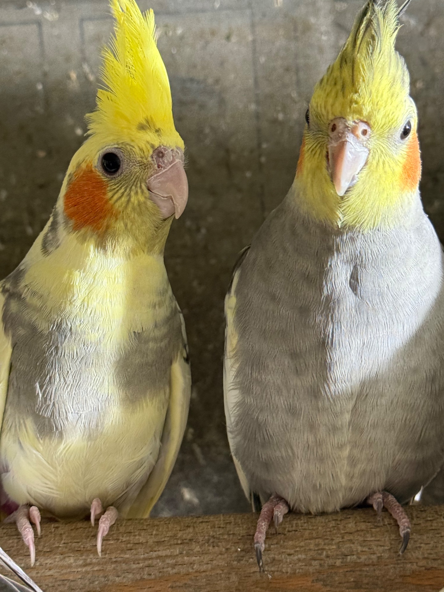 Корелла молоді папуги