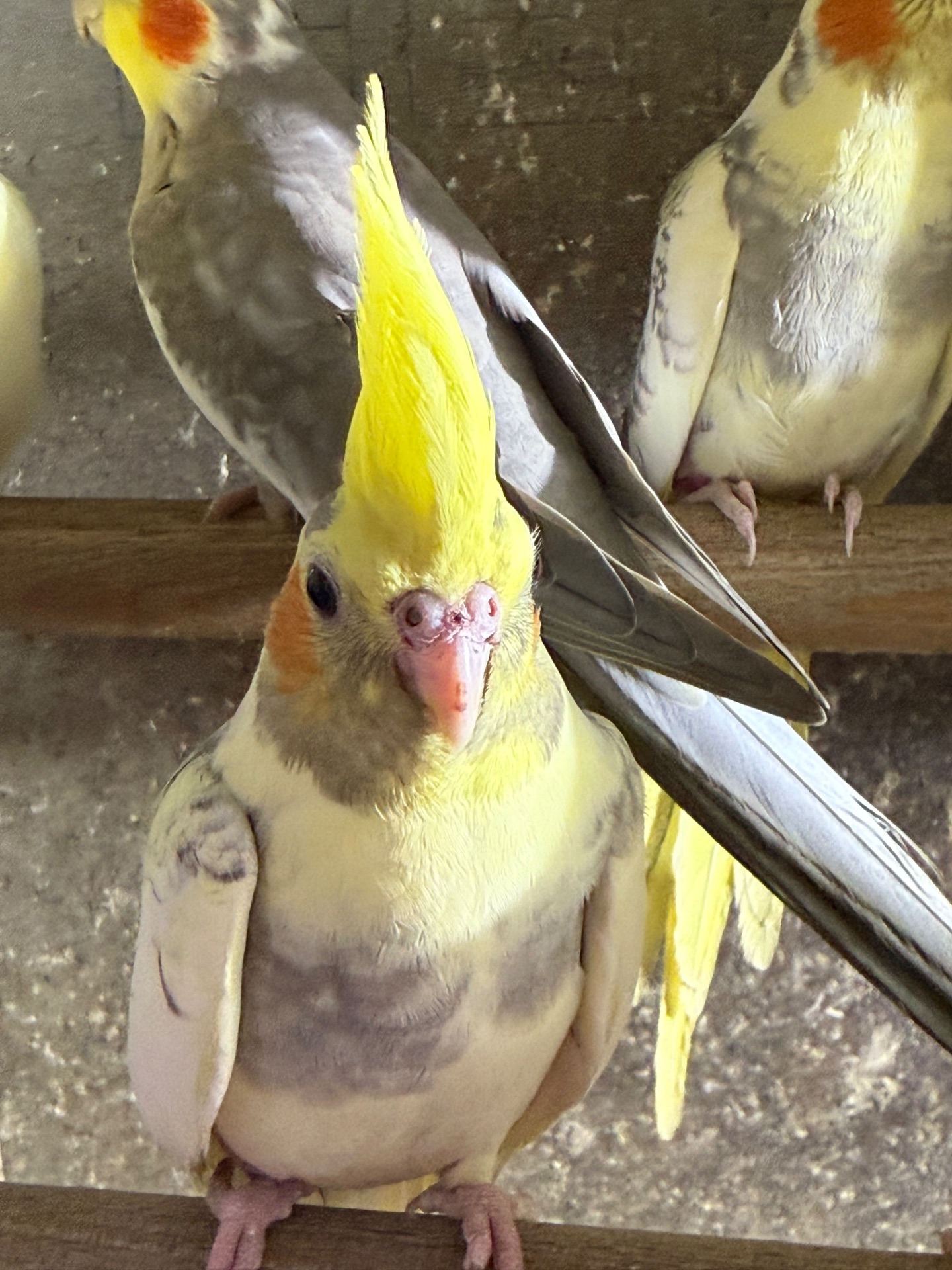 Корелла молоді папуги