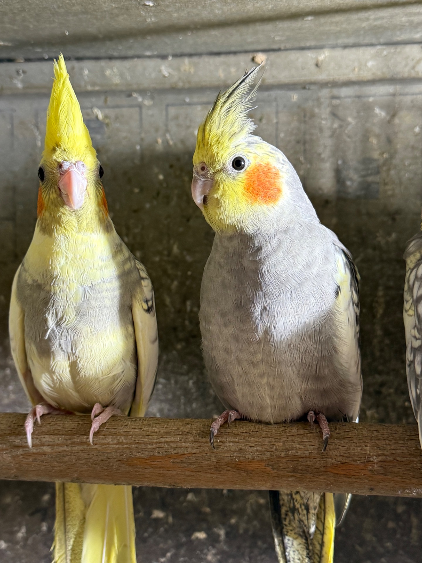 Корелла молоді папуги