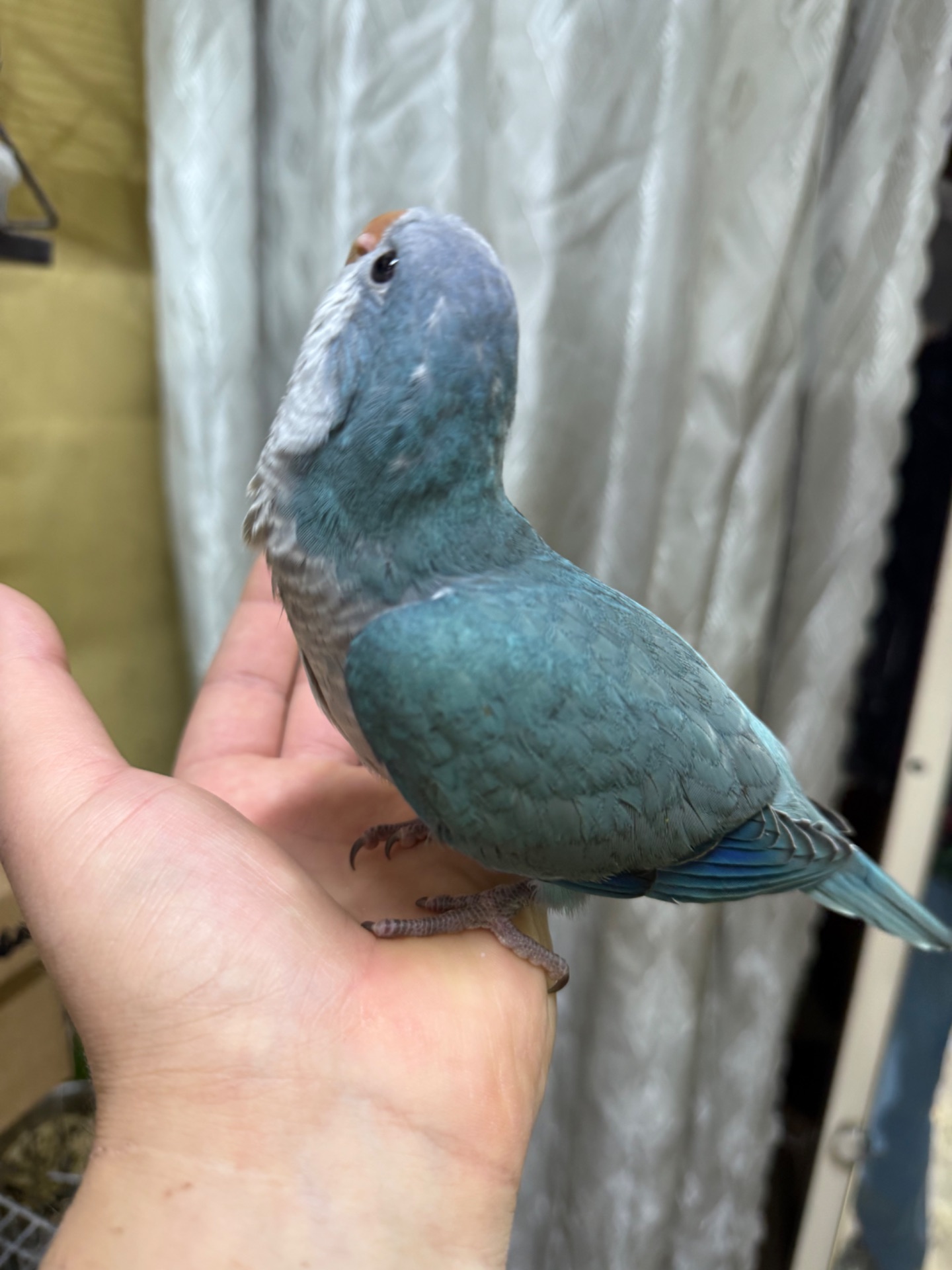 Ручні папуги квакер каліта