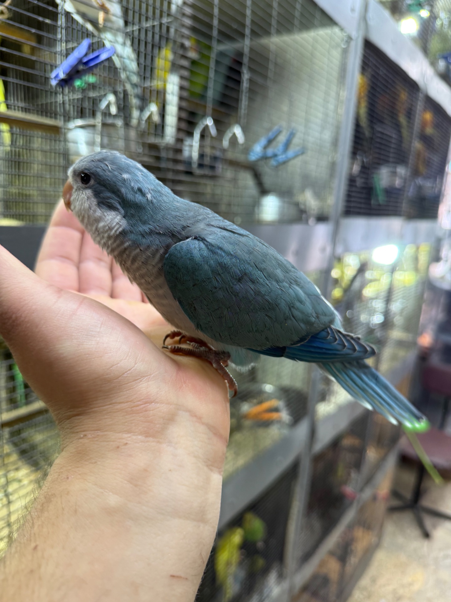 Ручні папуги квакер каліта