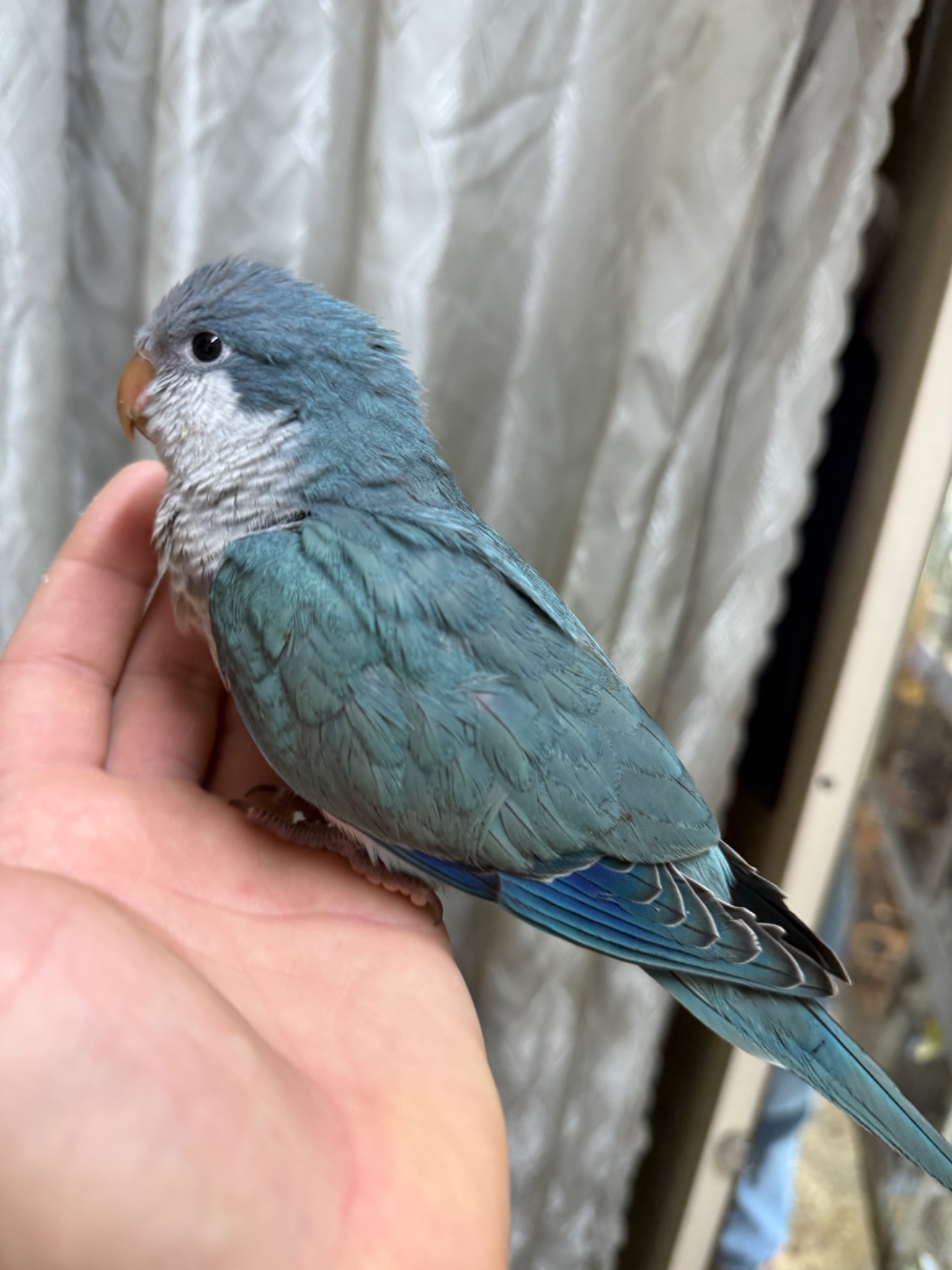 Говорящі папуги монах -квакер