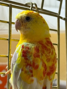 Попугай певчий рубиновые, синие, зеленые