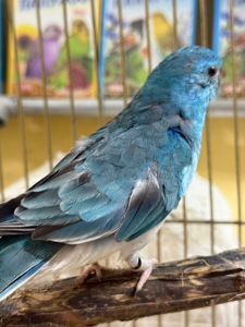 Достака по Украине певчие попугаи