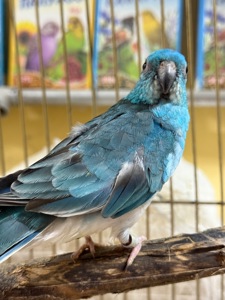 Достака по Украине певчие попугаи