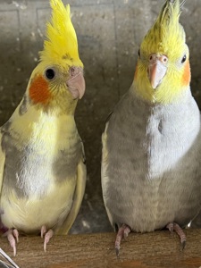 Корелла молоді папуги