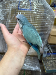 Ручні папуги квакер каліта