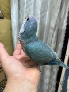 Ручні папуги квакер каліта