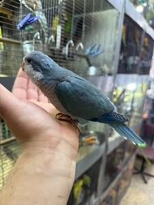 Ручні папуги квакер каліта