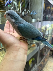 Ручні папуги квакер каліта