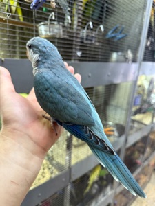 Ручні папуги квакер каліта