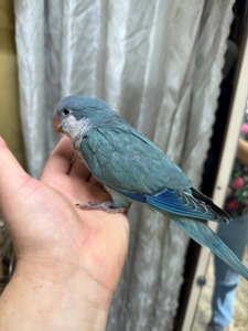 Говорящі папуги монах -квакер