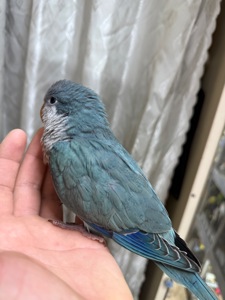 Говорящі папуги монах -квакер