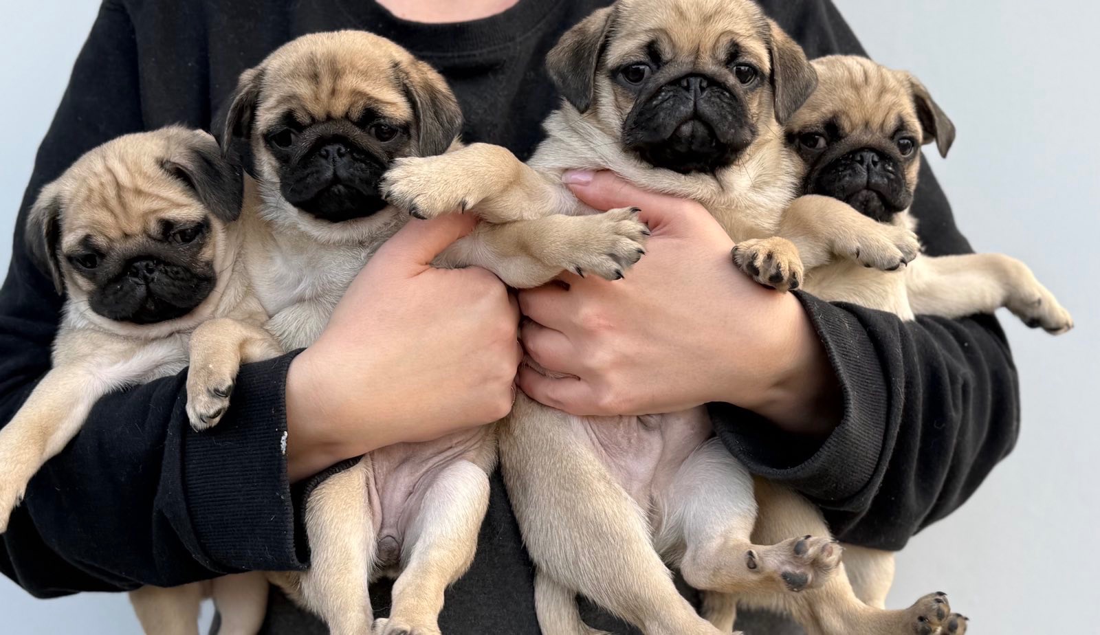 Цуценята мопс