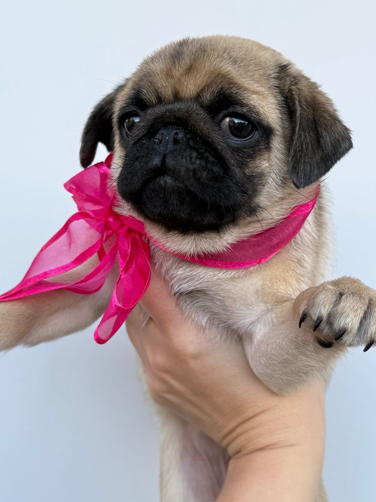 Цуценята мопс