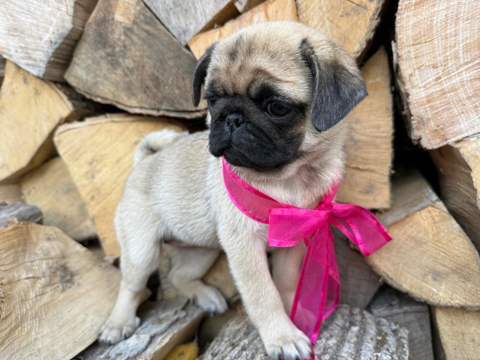 Цуценята мопс