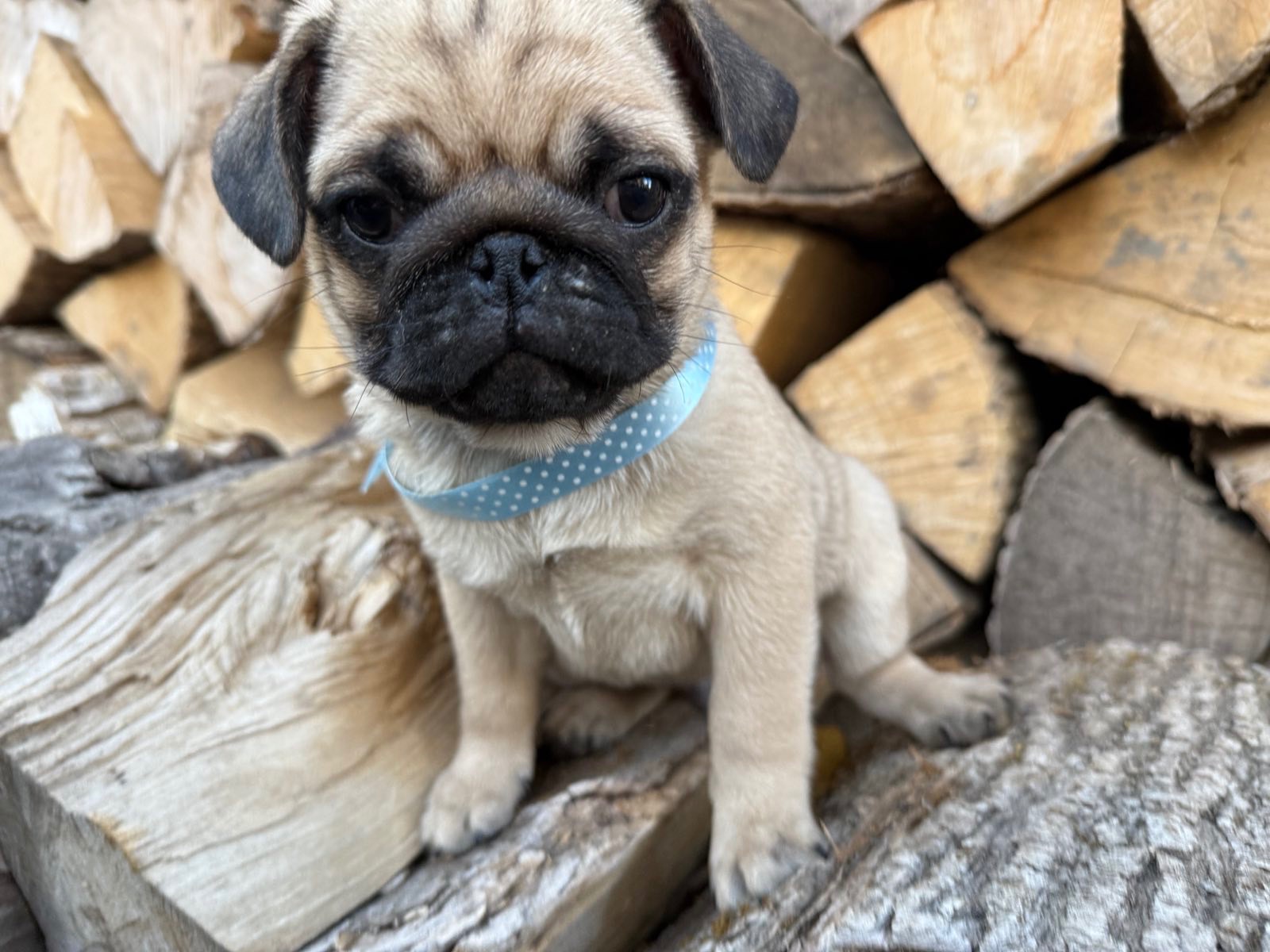 Цуценята мопс