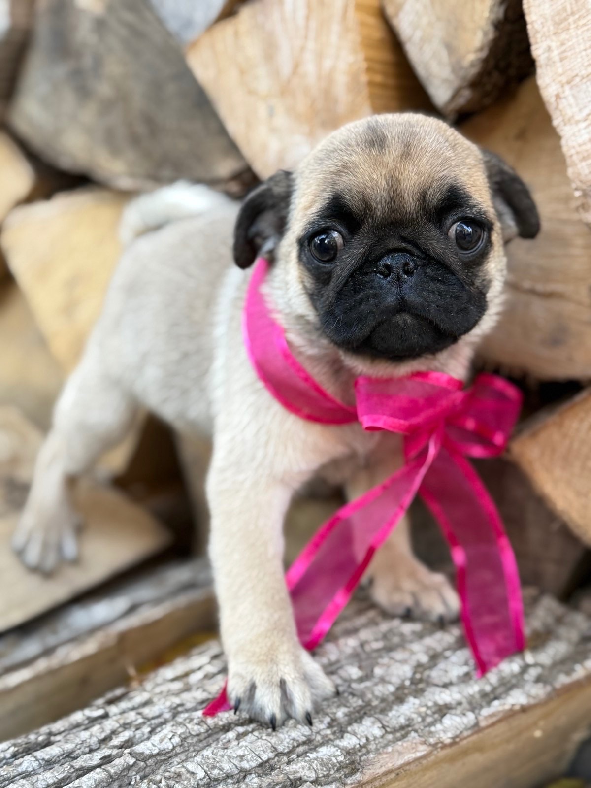 Цуценята мопс