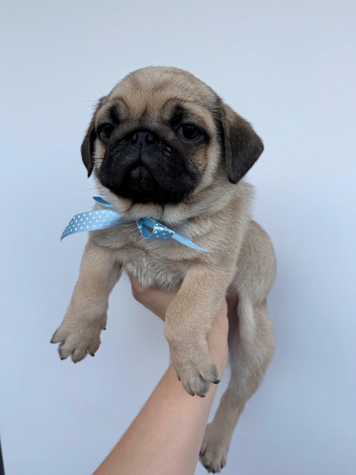 Цуценята мопс