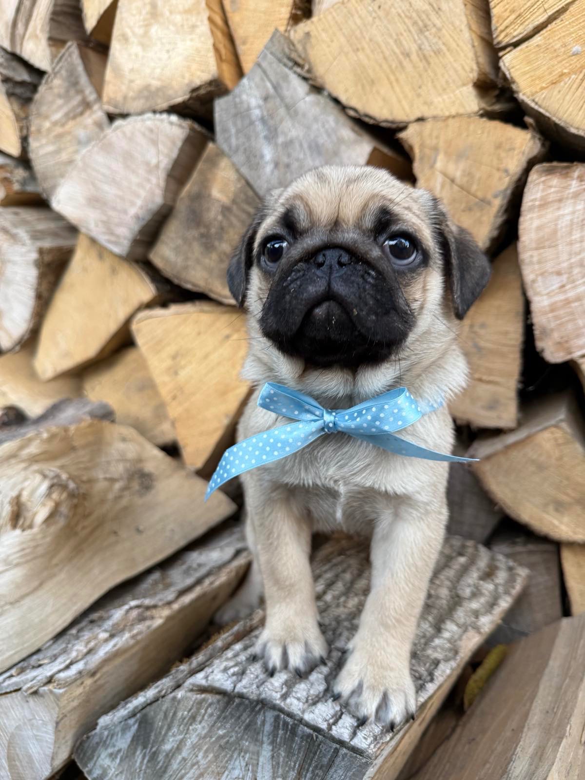 Цуценята мопс