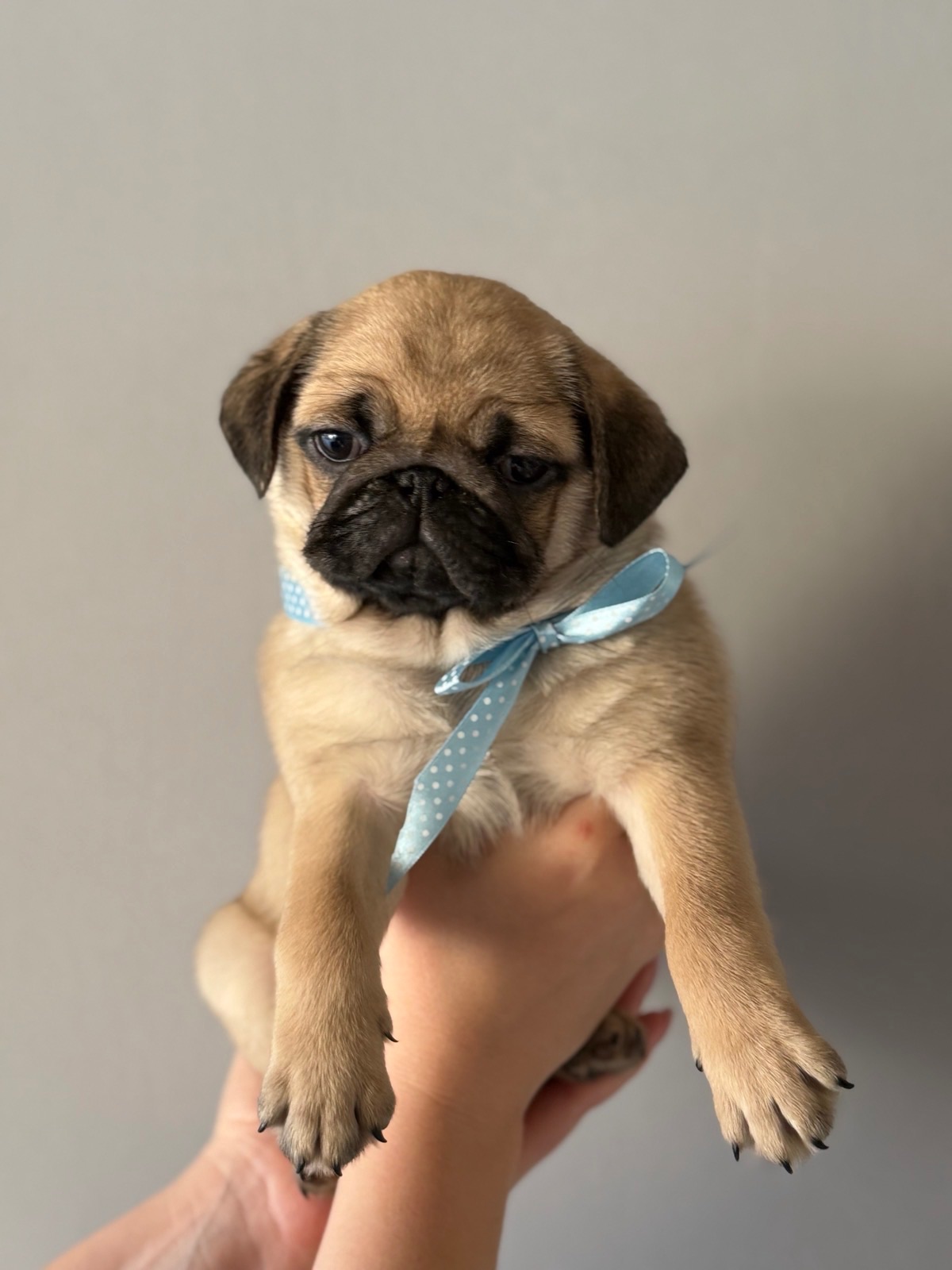 Цуценята мопс